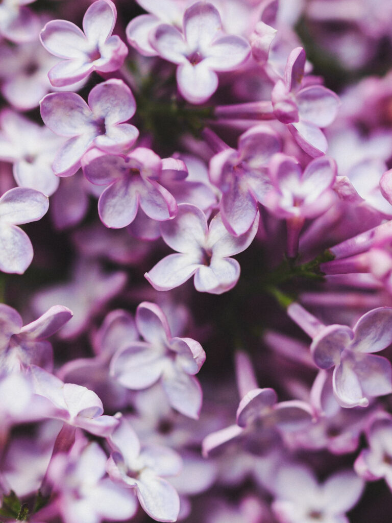 how to make lilac syrup